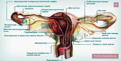 киста на корне зуба, почему возникает и как ее лечить